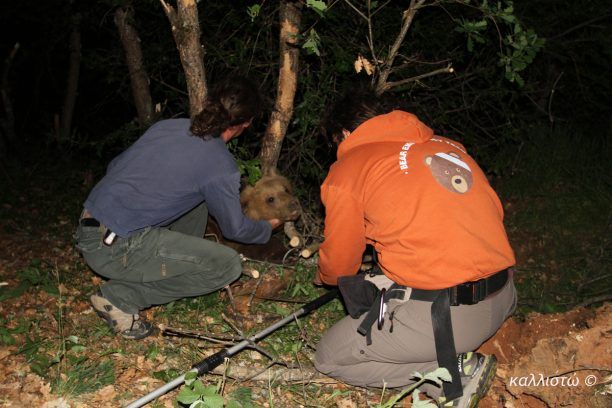 Καστοριά: Θύμα κυνηγών μια από τις αρκούδες που παρακολουθούνται με ραδιοσήμανση